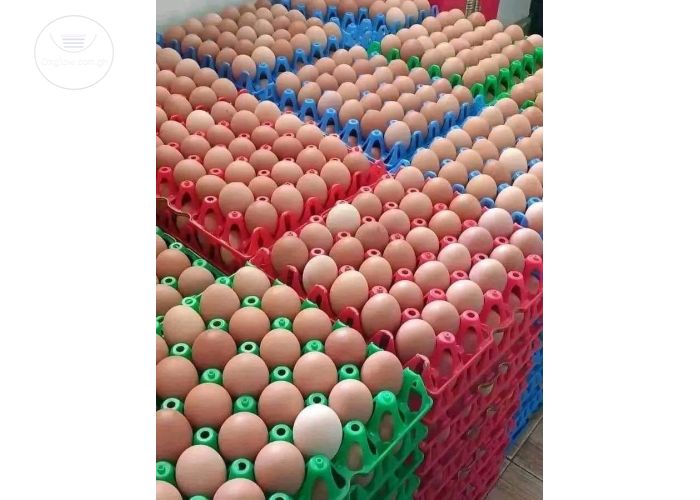 turkeys ðŸ¦ƒ and eggs 