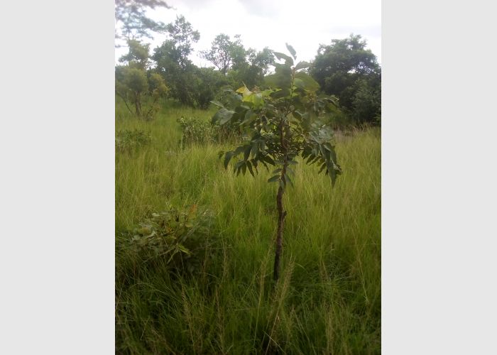 Land for sale at volta Ho airport area