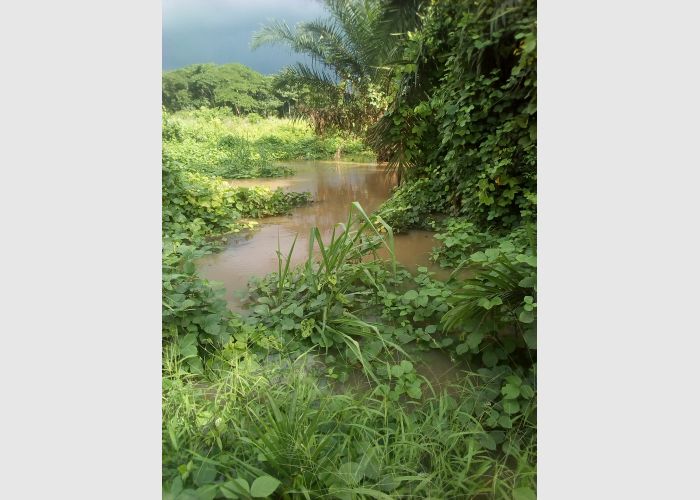 Farming land for sale or rent