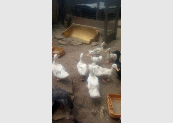Peking ducks 