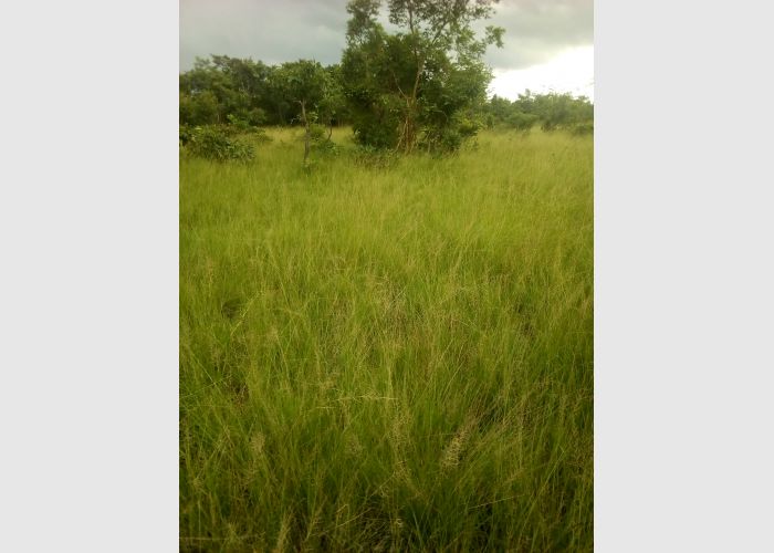 Farming land for sale or rent