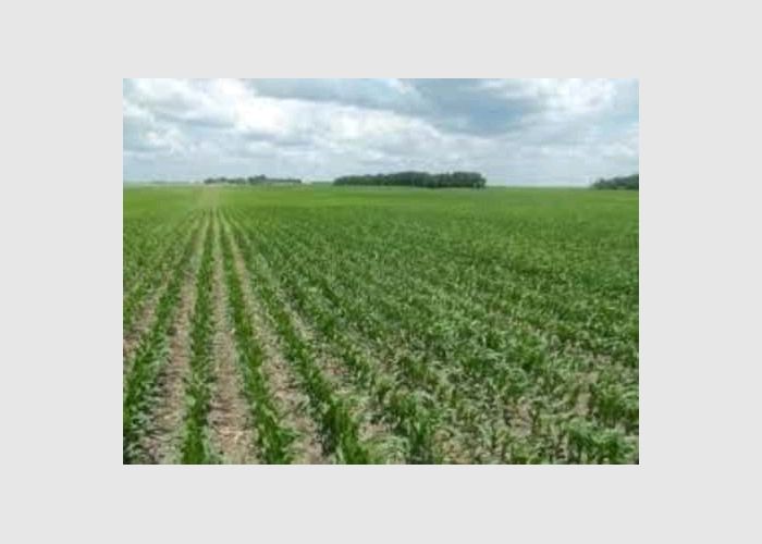 Farming land for sale or rent