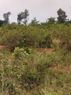 LAND FOR SALE