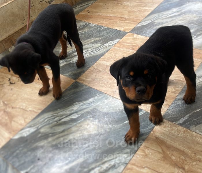 pedigree Rottweiler 