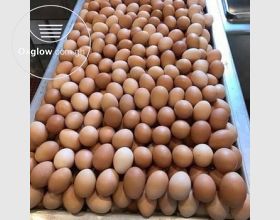  Fresh Eggs Available for Sale