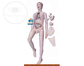 Anatomy Manikin Dummy (Full Body Unisex)