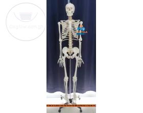 Anatomy Skeleton Model (85cm)