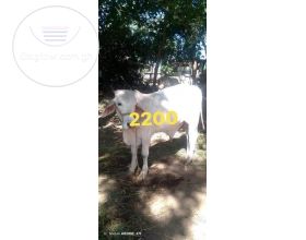 Cattle 