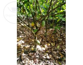 COCOA FARM FOR SALE