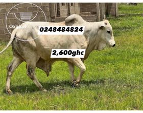 cows for sale 