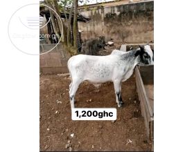 Cows,sheep and goat 