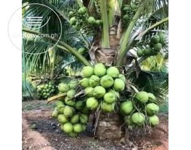 Dwarf coconut seedling