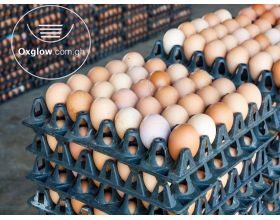 Fresh Eggs Available