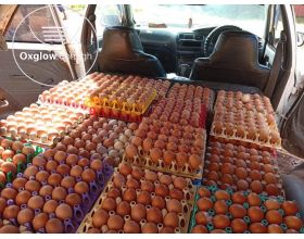 Fresh Farm Eggs