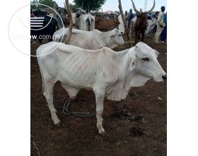 Healthy and strong gudali cows