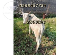 Healthy cows, goats and sheep