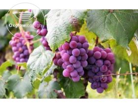 Jumbo Grapes