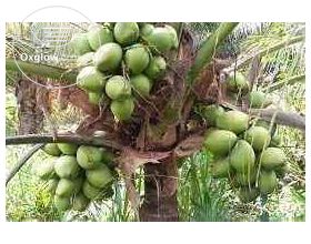 Malaysian Dwarf coconut seedlings