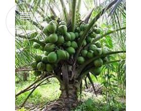 Malaysian Dwarf Coconut Seedlings