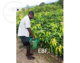 Mango Seedlings For Sale 