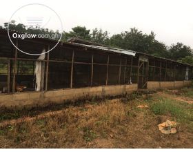 POULTRY FARM ON 5 PLOTS AT KASOA BAWJIASE ROAD