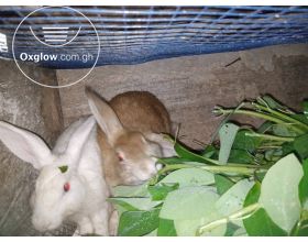 Rabbits