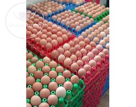 turkeys ðŸ¦ƒ and eggs 