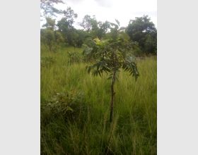 Land for sale at volta Ho airport area