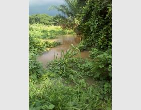 Farming land for sale or rent