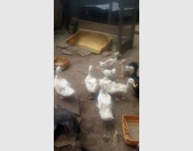 Peking ducks 