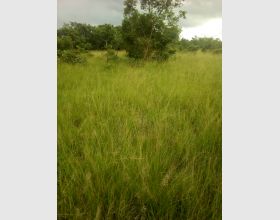 Farming land for sale or rent