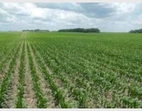 Farming land for sale or rent