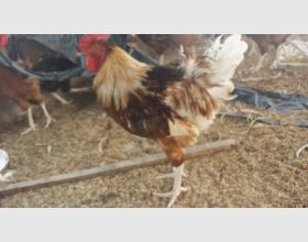 Fat and Healthy cocks For Sale 