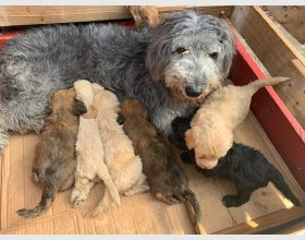 Dogs for sale