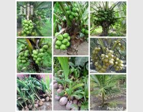 Malaysian dwarf coconut seedlings for sale.