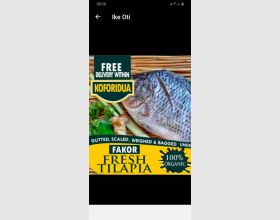 Tilapia and Shrimps ( Fresh) 