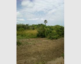Farming land for sale