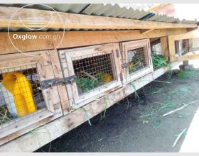 Animal Cage for Sale.