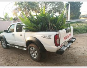 Certified Hybrid Seedlings 