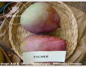 Certified Mango Seedlings
