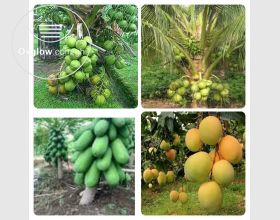 Dwarf seedlings are available