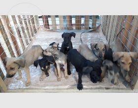 Exotic puppies for sale