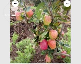 Fruit Seedlings