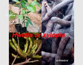 Organic Fruit Seedlings