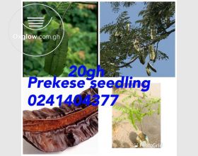 Organic Herbs Seedling