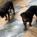 pedigree Rottweiler 