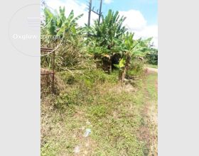POULTRY FARM ON 10 PLOTS AT GOMOA POTSIN