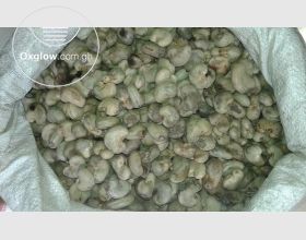 Raw Cashew Nuts Available